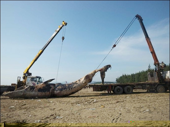 起重机吊运鲸鱼尸体